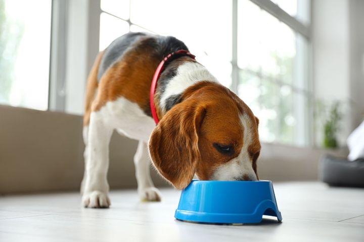 Beagle dog eating from a blue plate on the floor of a house