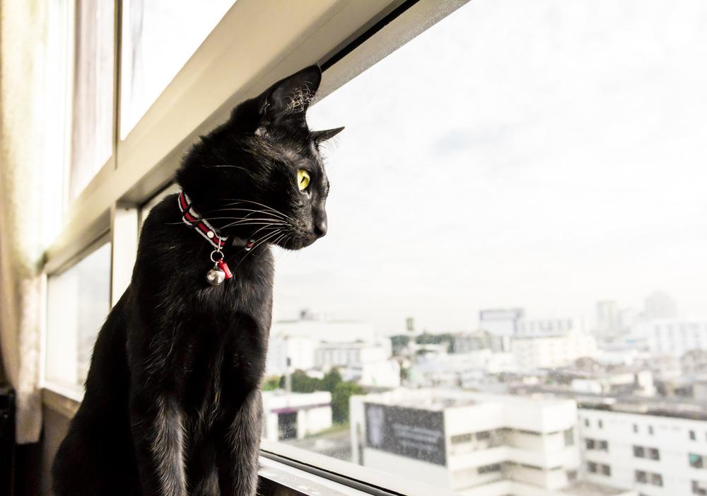 Black cat looking out the window