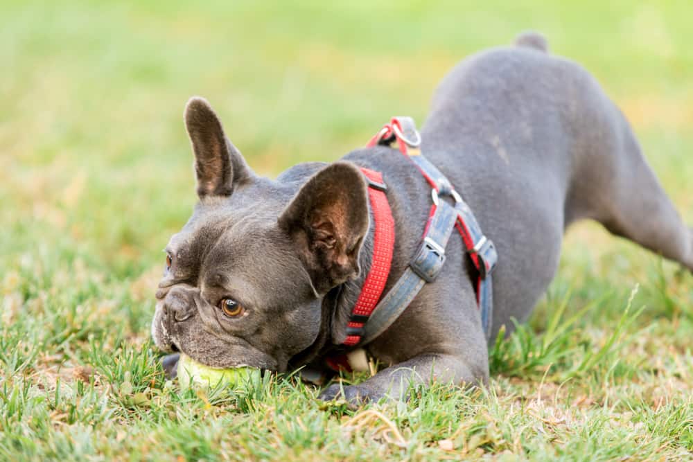 brown french bulldog playing with tennis ball