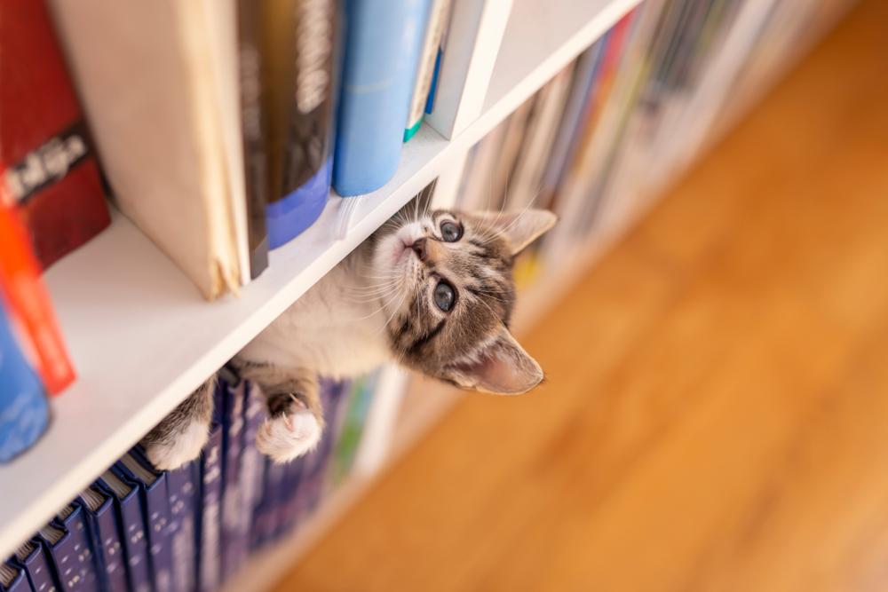 cat on a bookshelf