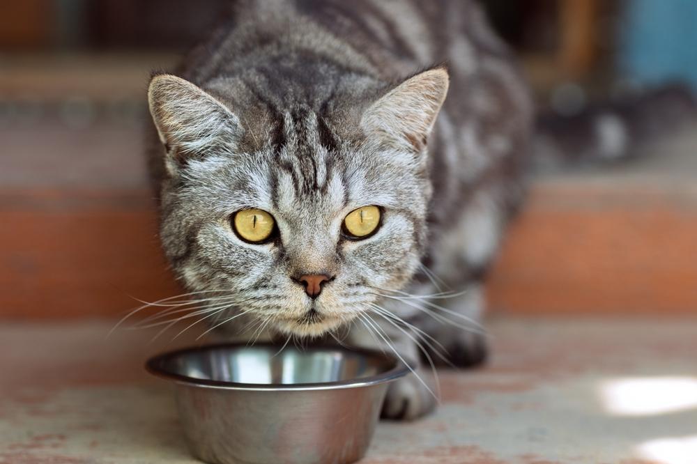 Cat eating from bowl