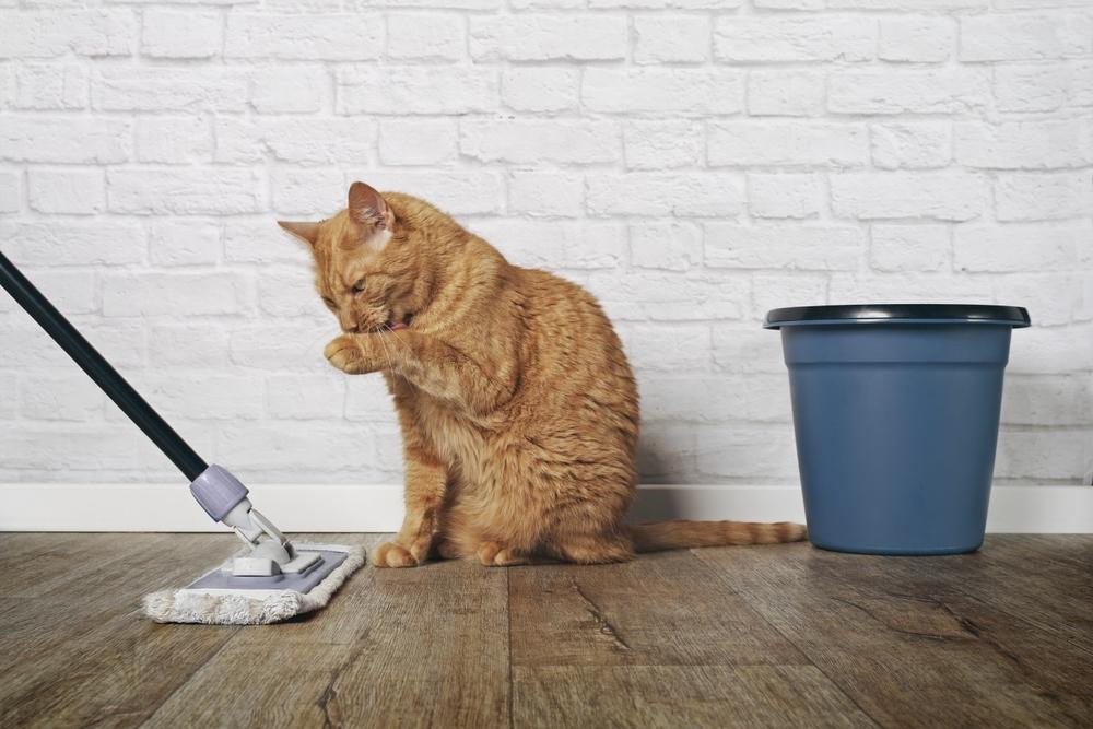Cat grooming itself with grooming accessories next to it