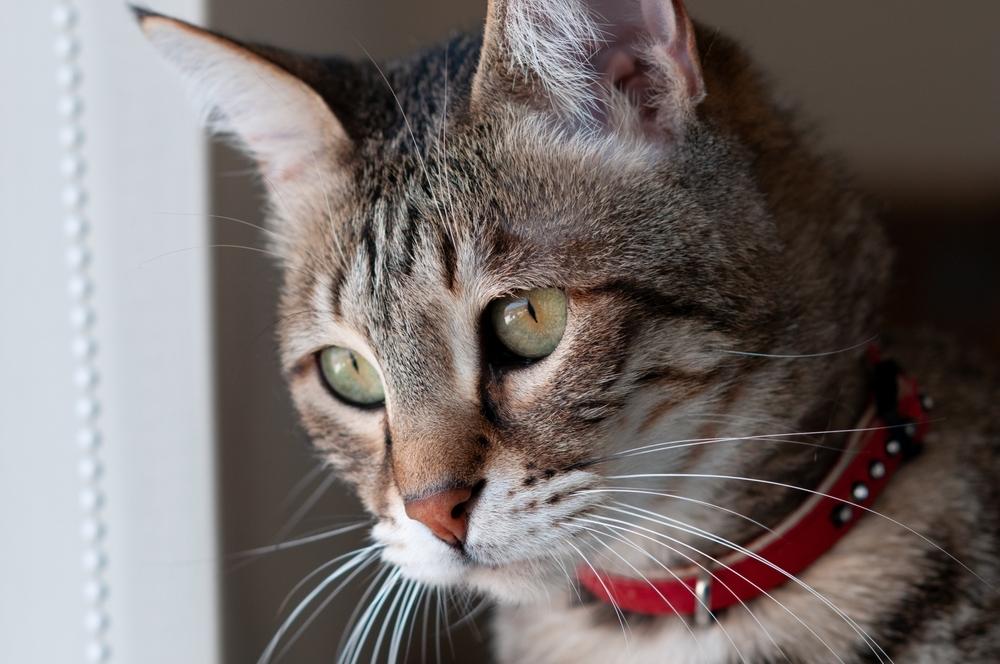 cat looking to the side