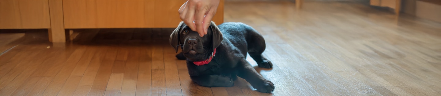 Chocolate lab puppy with collar