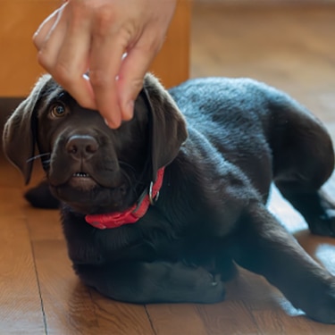 Chocolate lab puppy with collar