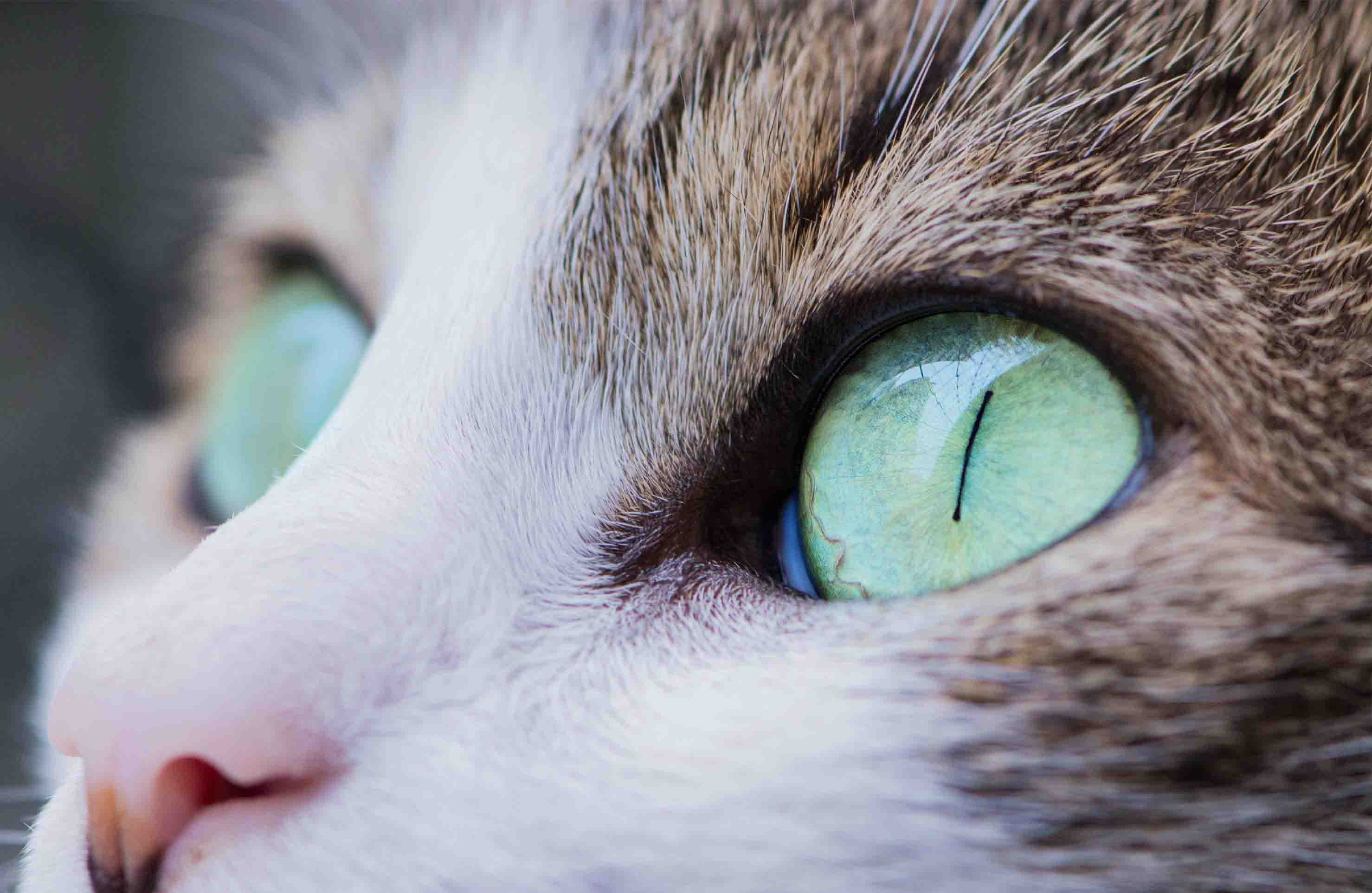 Cat with big green eyes