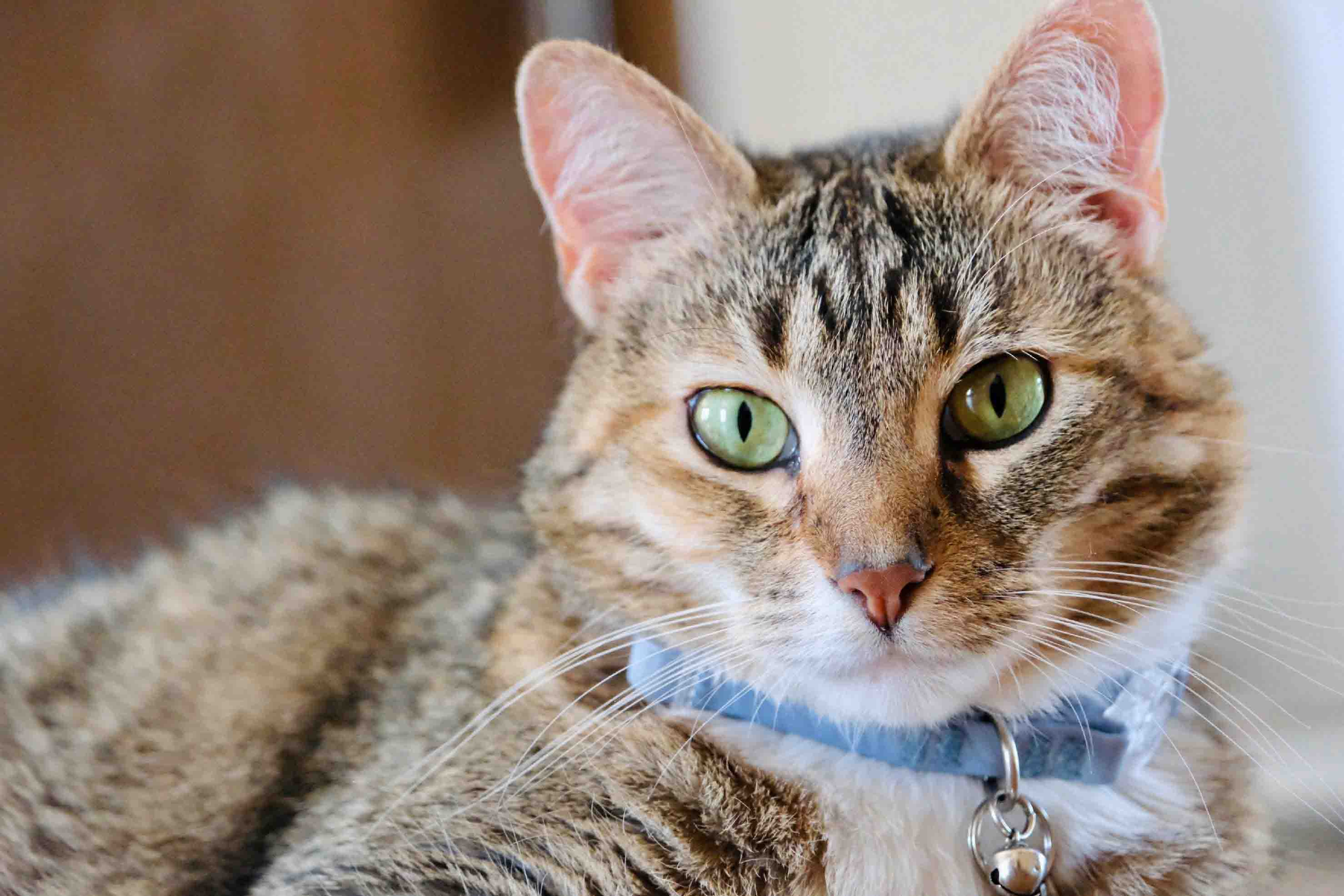 Cat recovered from conjunctivitis