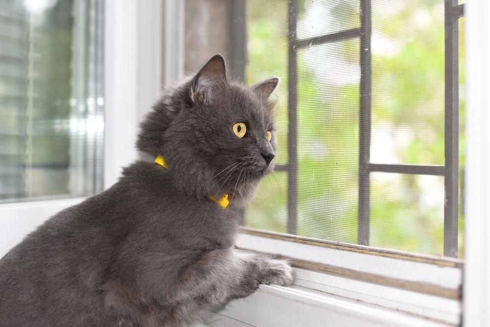 Dark grey cat looking out the window