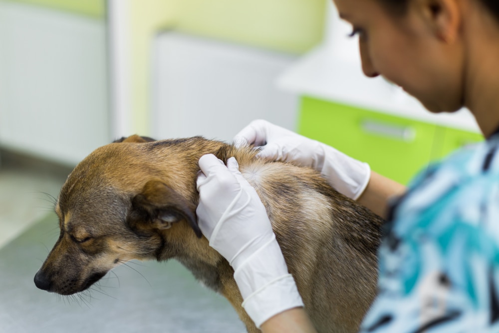 labrador with skin problems