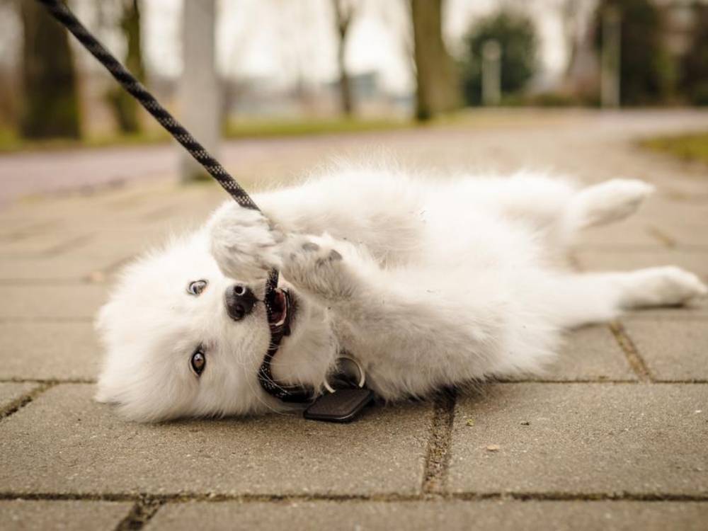 A puppy pulls a leash with his mouth