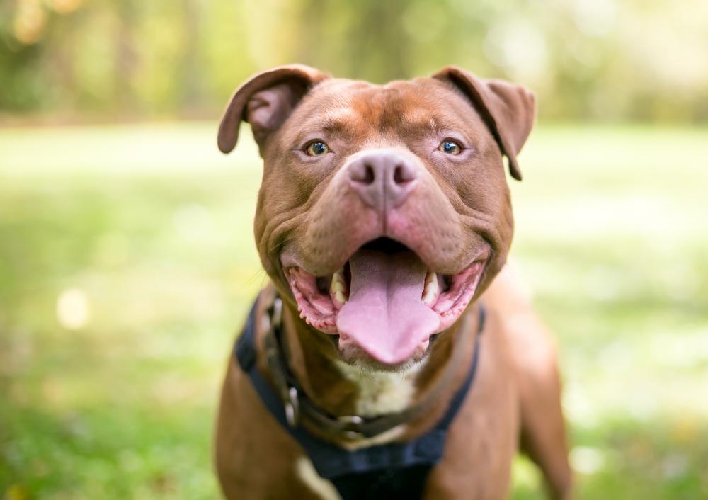 Dog with tongue out