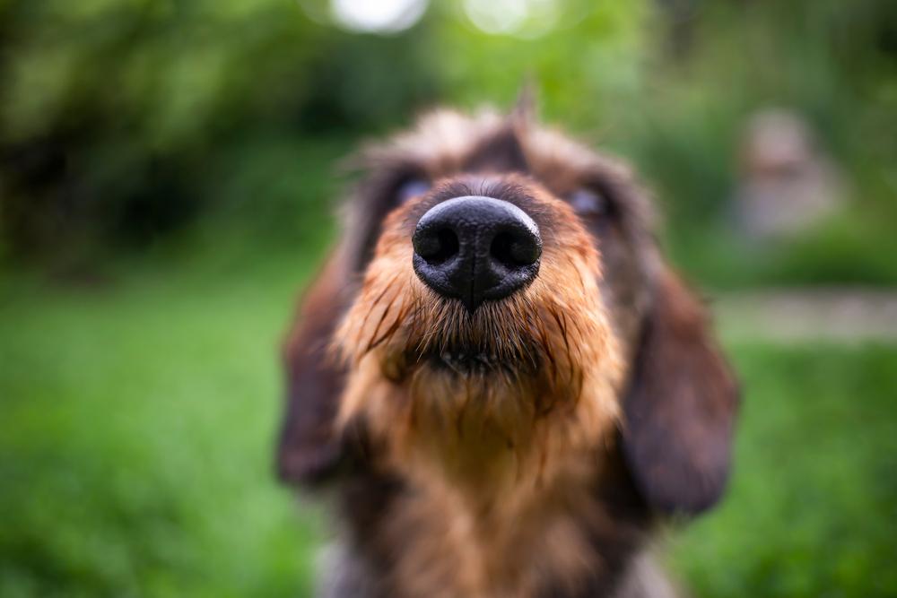 dog sitting in the grass