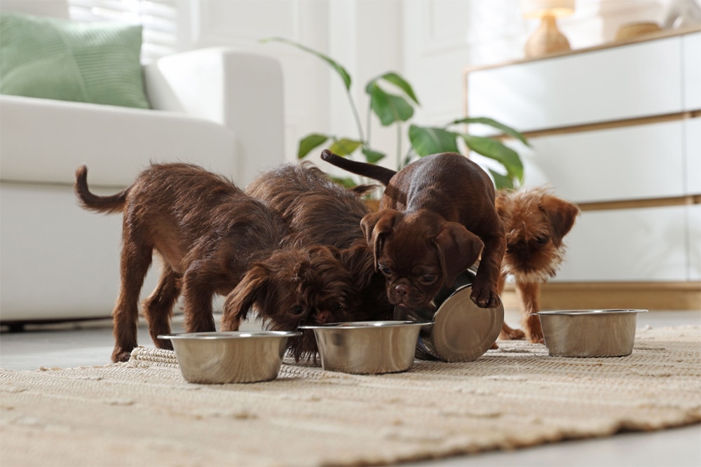 Four dark brown puppies crowd around four metal food bowls