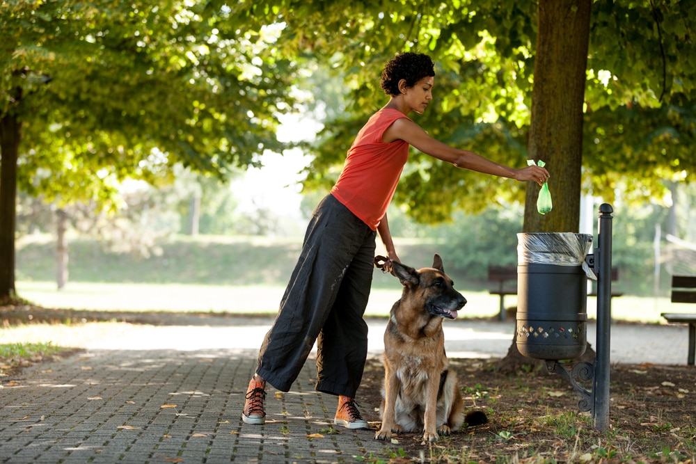 german-shepherd