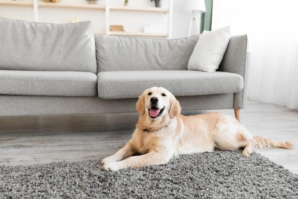 a smiling dog on a gray rug