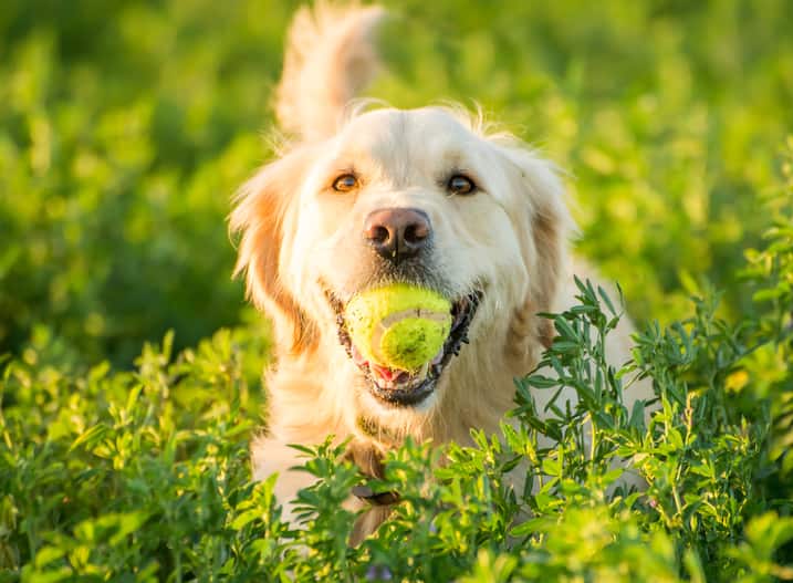 golden retriever tennis ball in mouth in a field