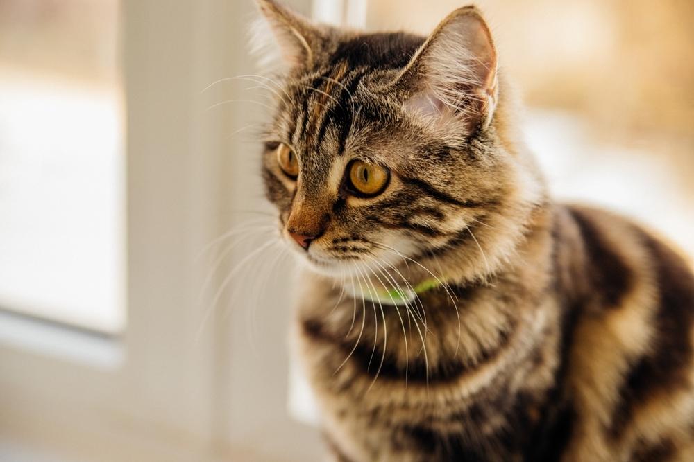 Gray cat staring