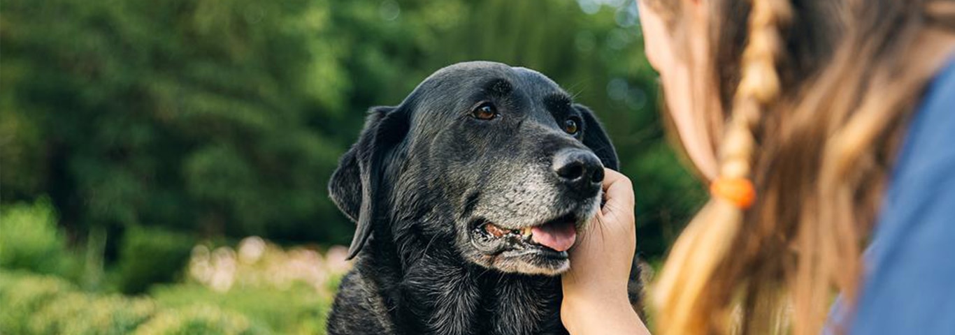 Shot of a Girl with her senior black labrador