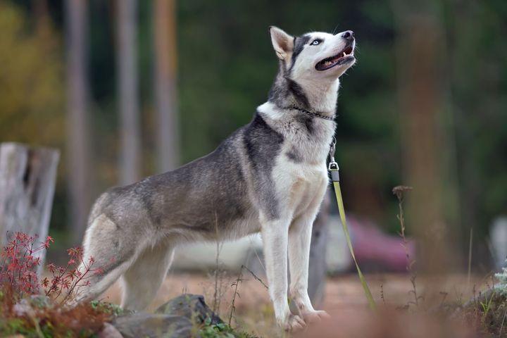 Husky dog standing outdoors on leash