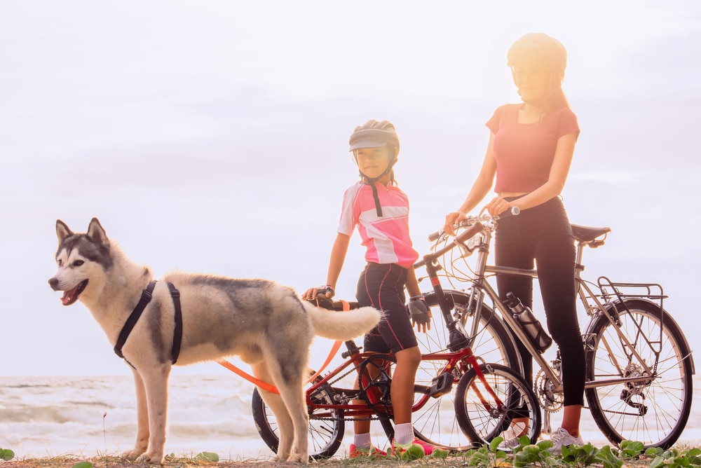 Siberian husky runs out in front of a man on a bicycle on a dusty path while leashed to bike.