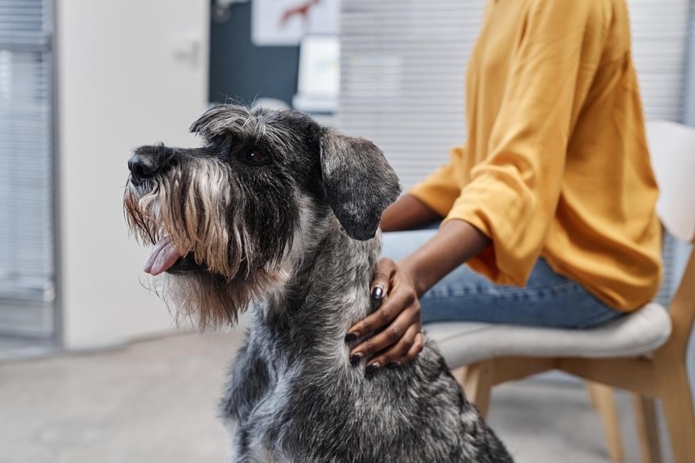 Big Schnauzer dog being petted by owner