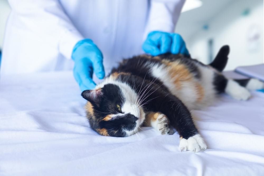 black orange and white cat laying on a vet's table