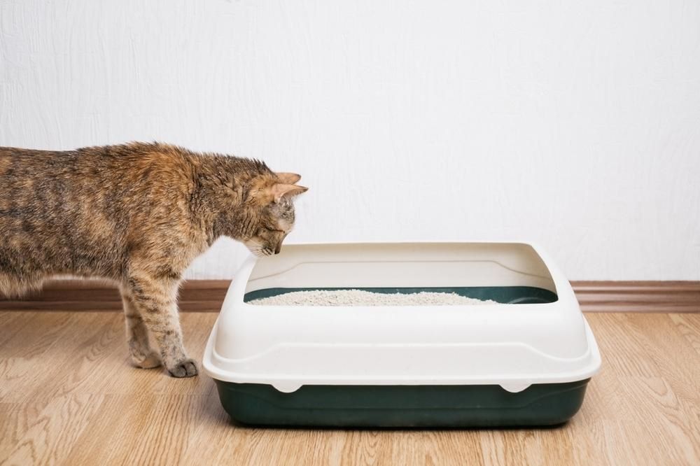 Brown cat looking at a litterbox with curiosity
