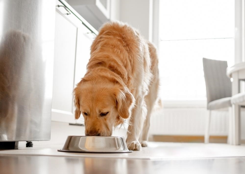 Golden Retriever eating from a metal bowl