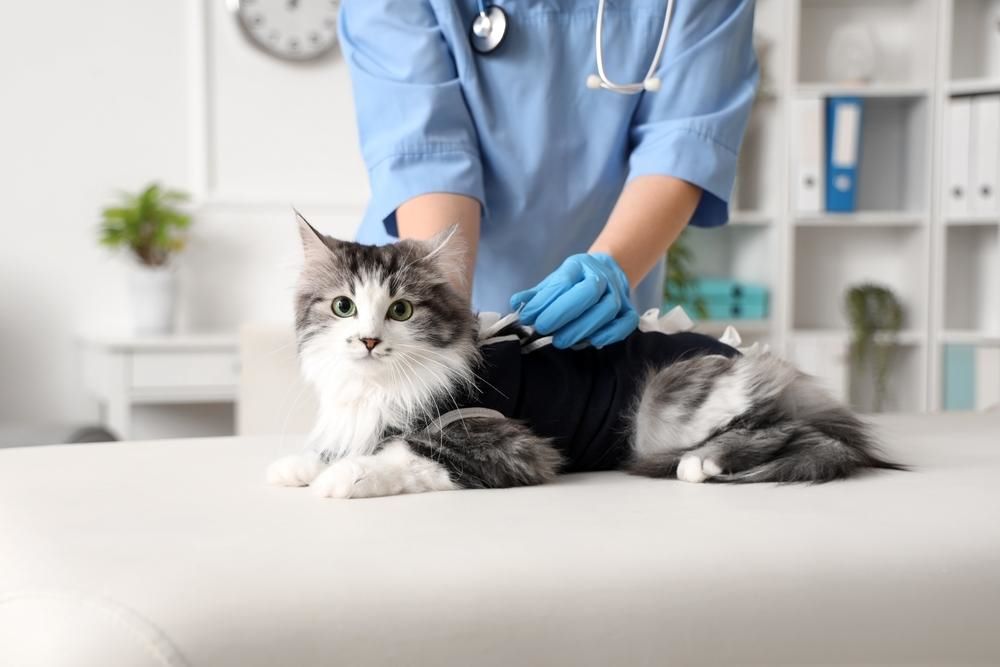 elegant gray and white cat on the vet's table