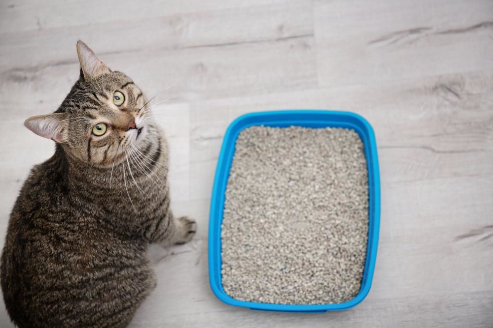 gray cat looking up, while seating alongside a litter box