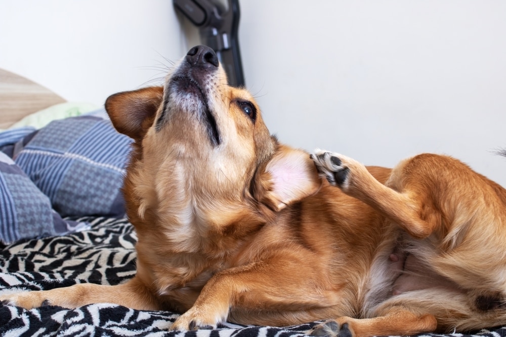 labrador with skin problems