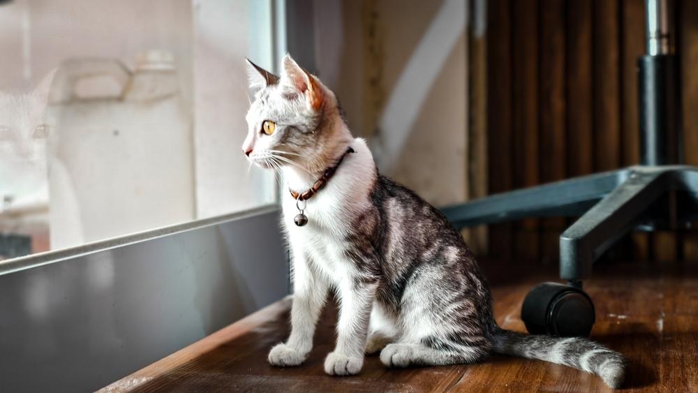 Kitten looking out the window