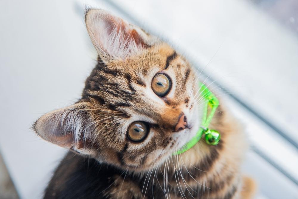 Kitten looking up