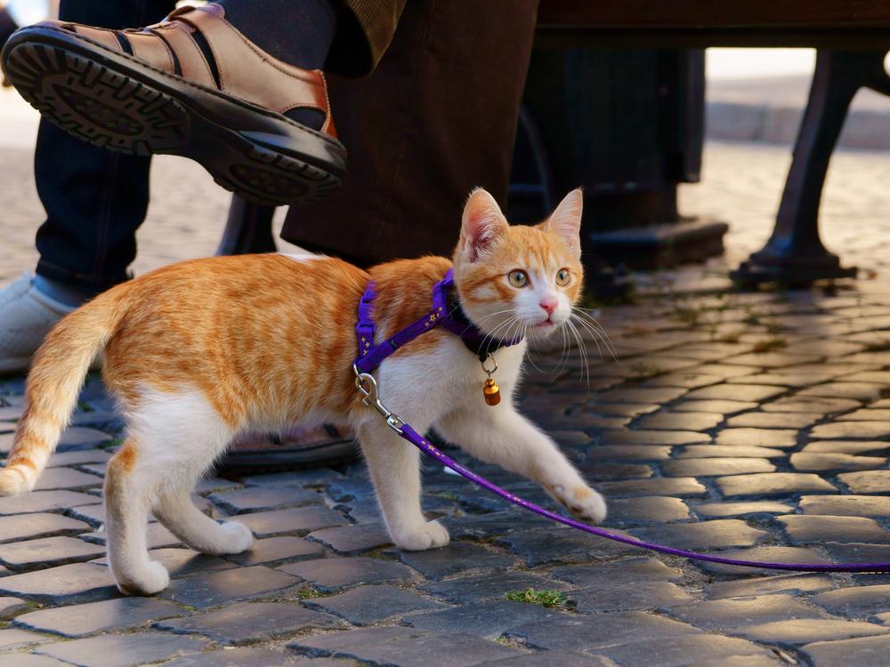 Kitten walking on a leash