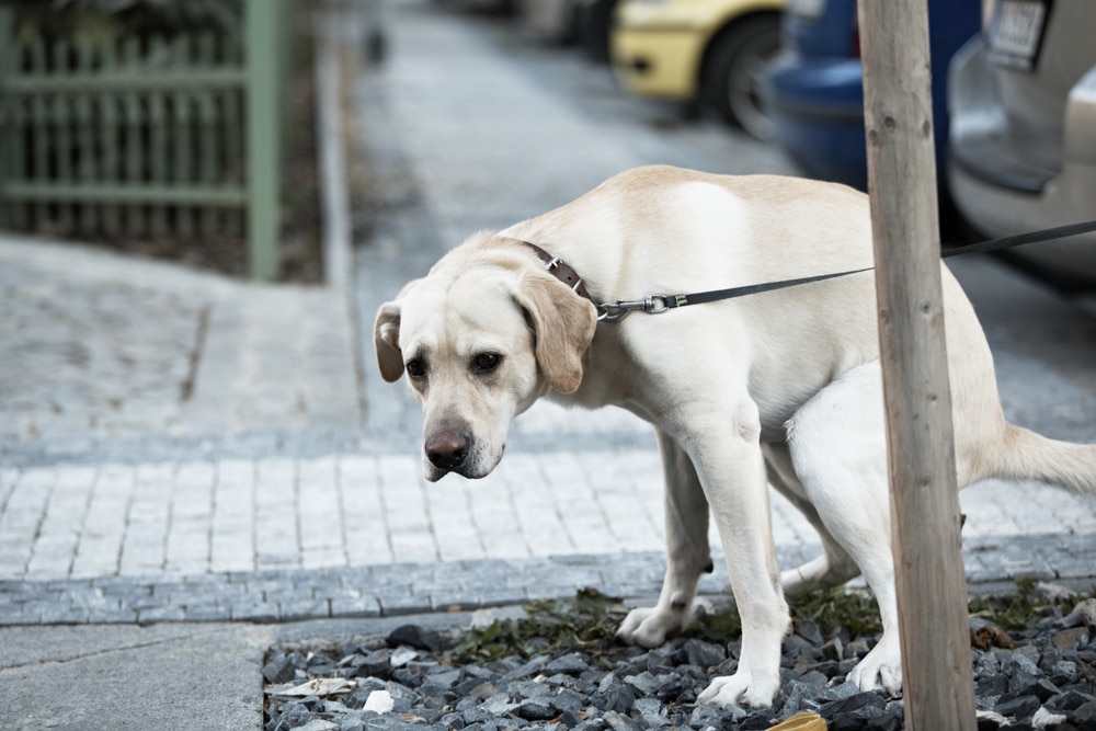 labrador dog