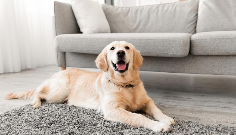 Labrador dog lying in the living room of a house