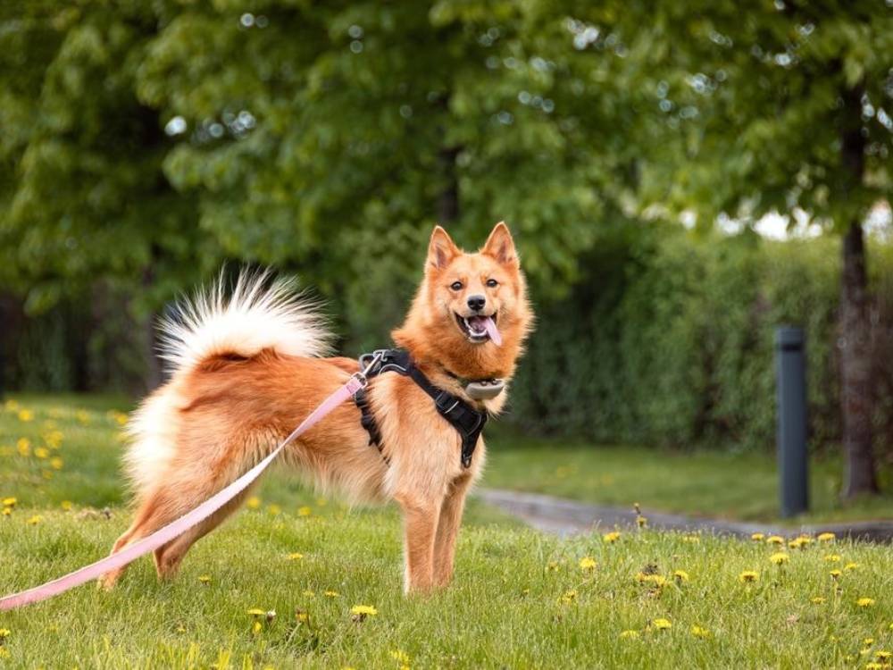 A dog with a leash standing outside in a park