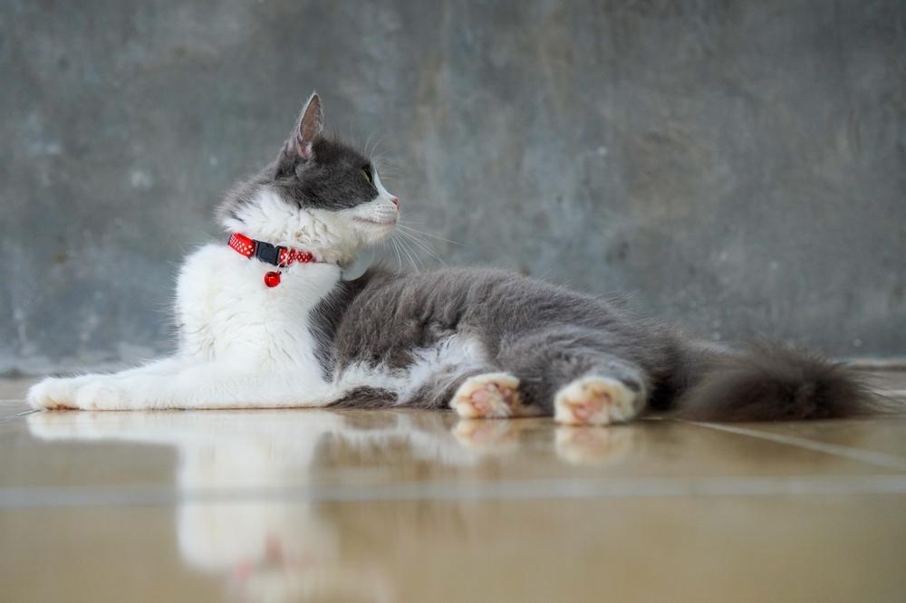 cat with a red collar sitting on the floor alone