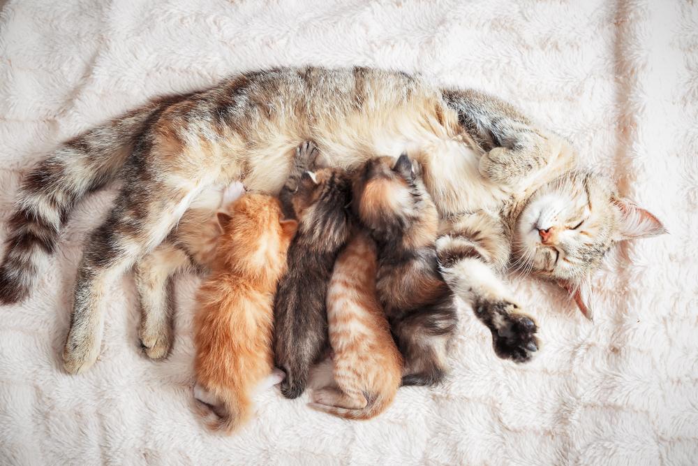 Mother feeding her kittens