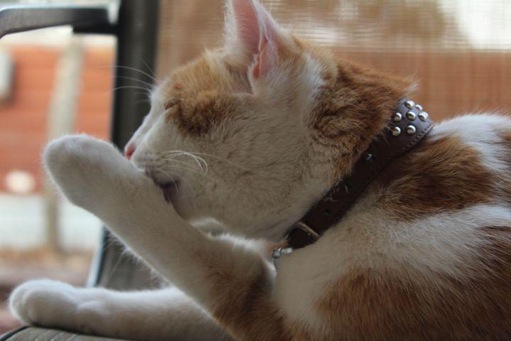 White and orange cat with a studded collar licking its front paw while grooming itself
