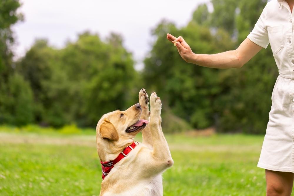 Owner holding a treat with dog outside