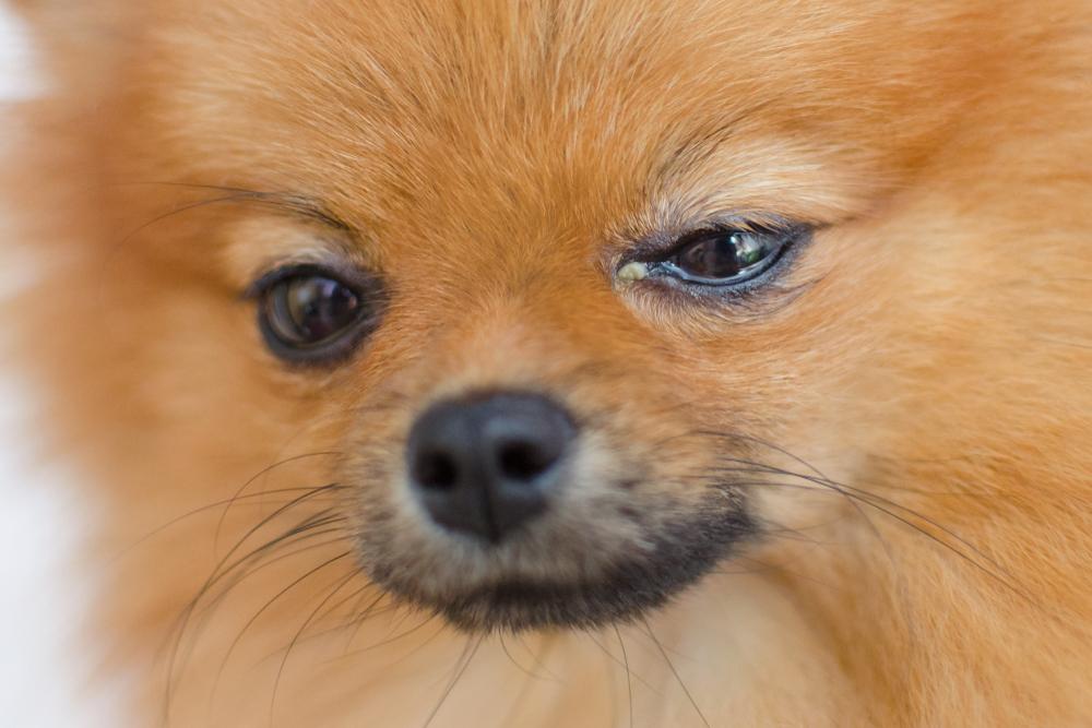 Small dog with conjunctivitis