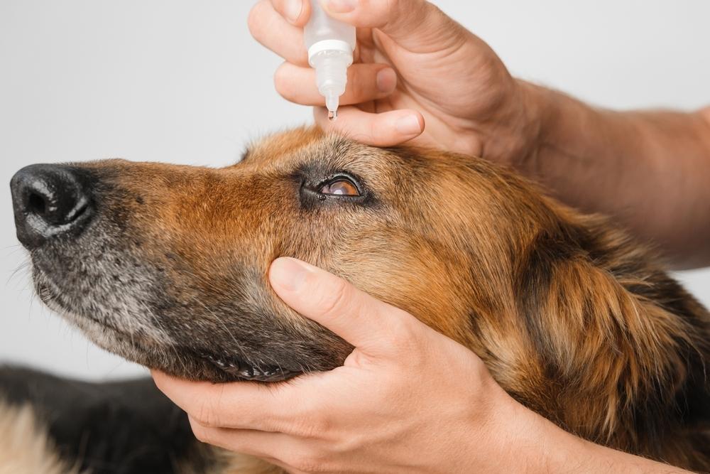 German Shepherd getting eye drops for pink eye