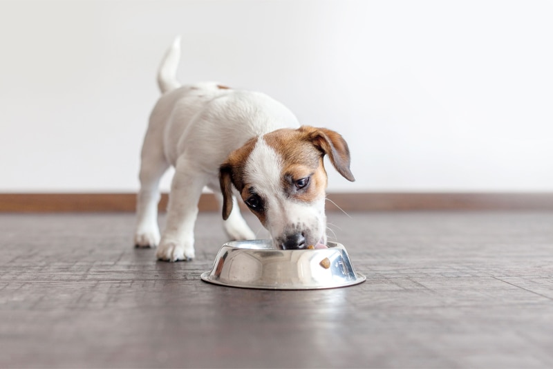 Puppy eating from a silver cup inside the house