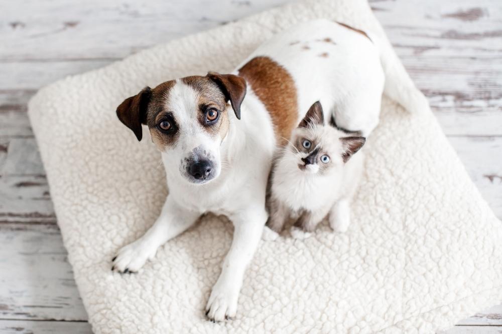 Cat and dog laying down