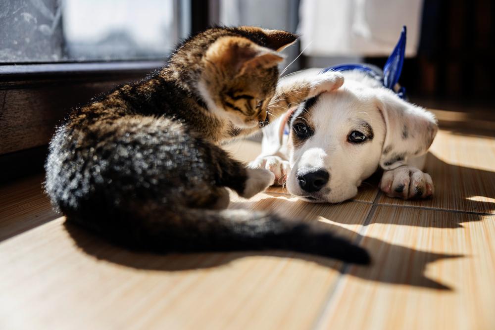 Cat and dog laying down and playing