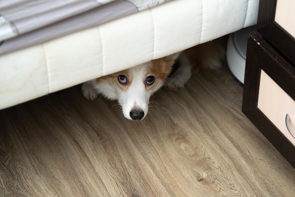 dog below the bed
