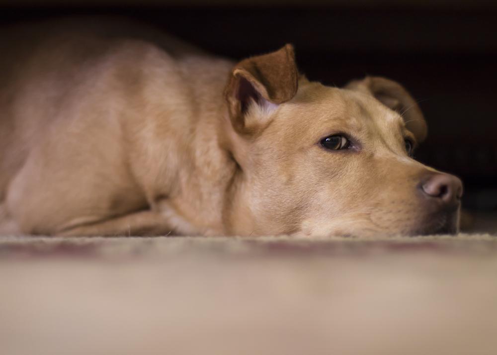 dog laying down