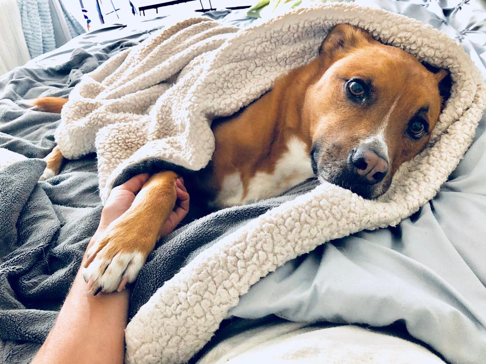 dog in the bed