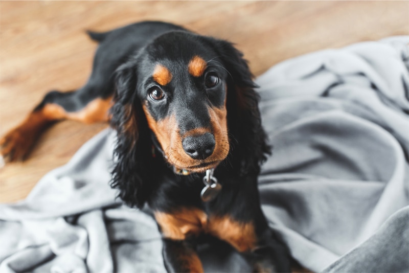 puppy-Wearing collar inside the house
